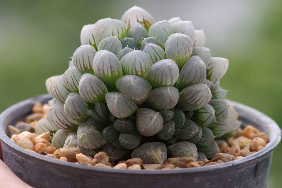 Coltivare la Haworthia cooperi