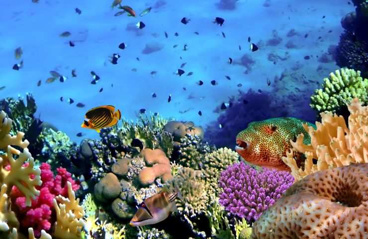 Coralli rischio estinzione 