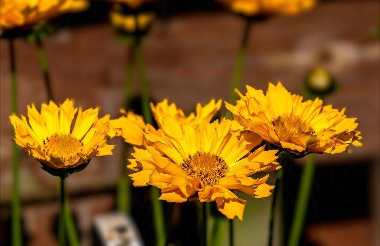 Coreopsis coltivazione pianta