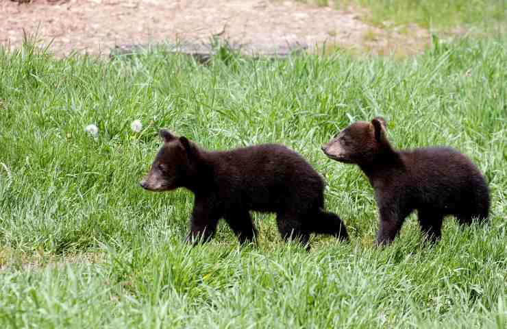 Cuccioli orso addetto 