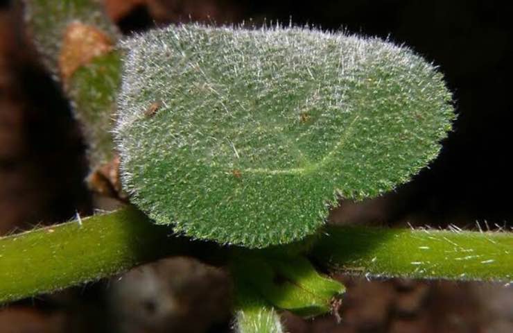 Dendrocnide Moroides pianta pericolosa