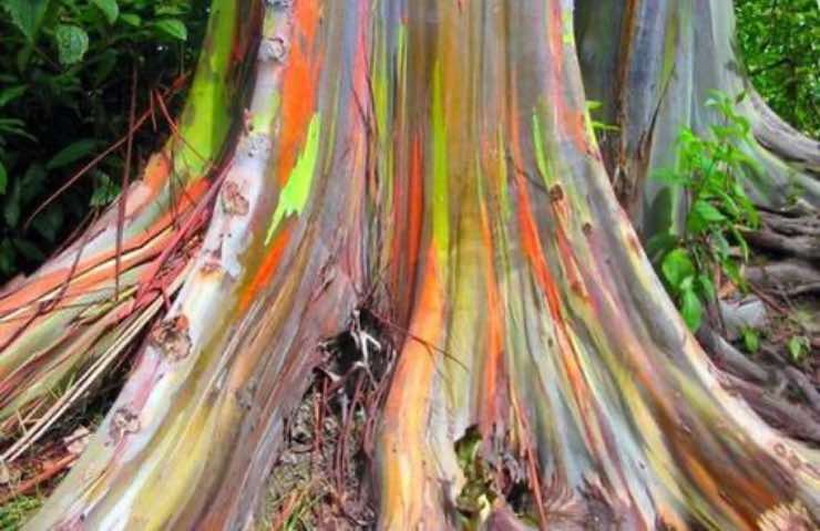 Eucalyptus Deglupta albero cura