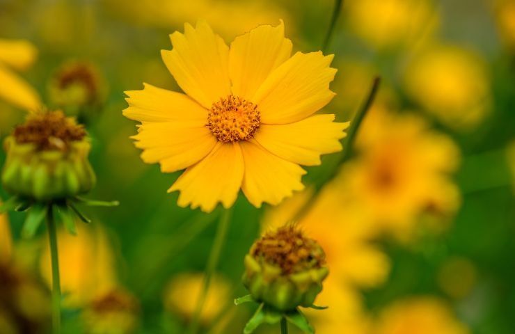 coltivare Coreopsis fiore