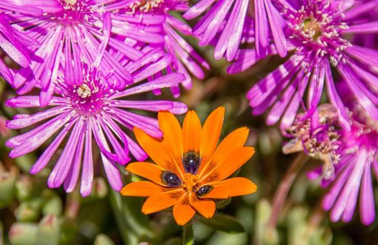 Gorteria impollinazione mosche