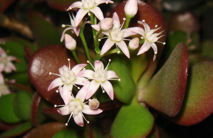 Crassula Ovata pianta appartamento