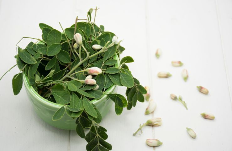 benefici foglie moringa