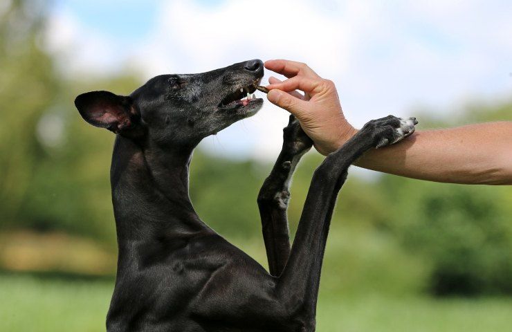 tenera reazione cane randagio adottato