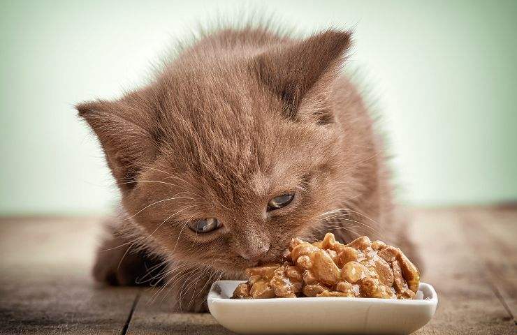 pasto gatto errori evitare 