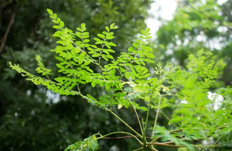 Moringa oleifera curiosità