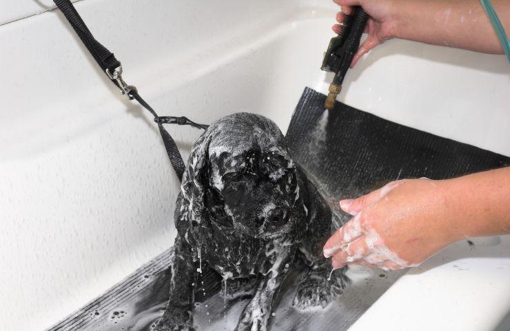 lavaggio cani bicarbonato