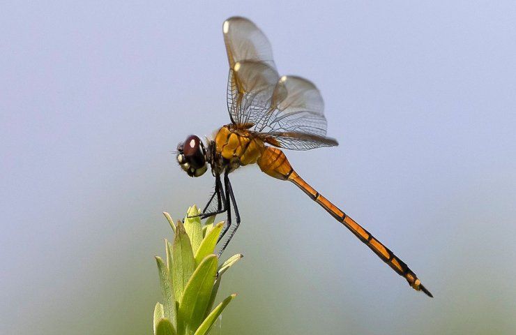 Libellula volo pioggia foto 