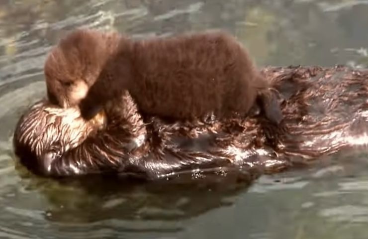 Lontra nuota cucciolo tenerezza 