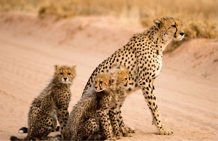 ghepardo estinzione india nascita 