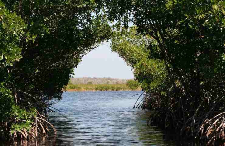 Mangrovie acqua benefici 