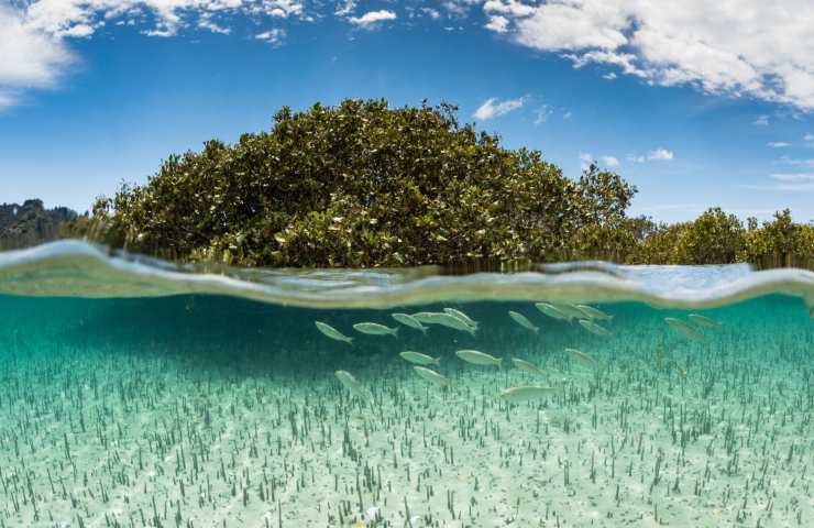 Mangrovie proprietà tutela 