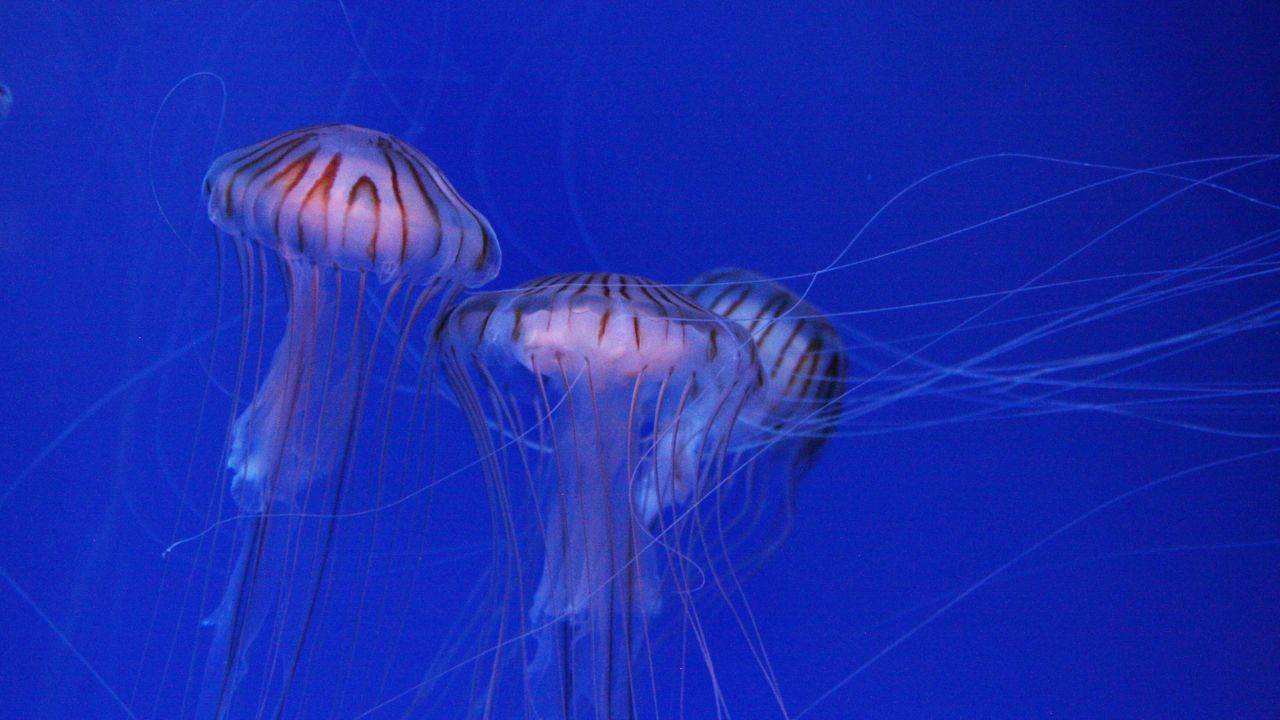 contatto Medusa cosa fare