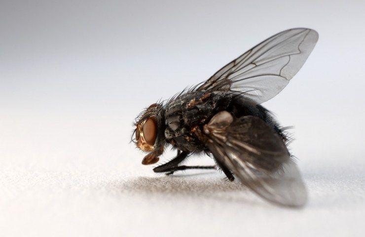 mosca australiana convive con batterio 