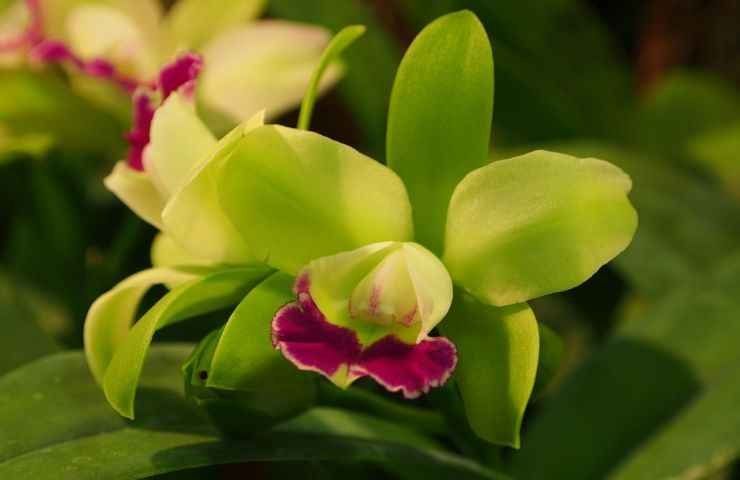 Orchidea riconoscere stelo