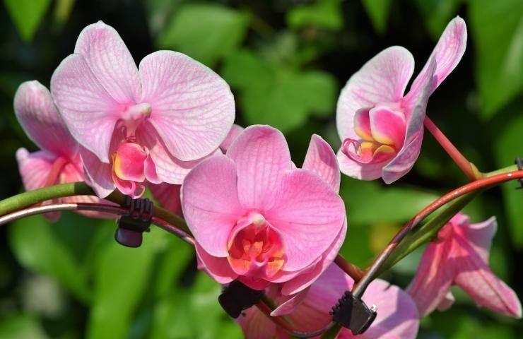 Orchidea cura costante