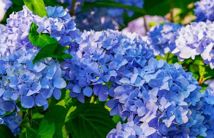 Ortensia fiori blu cambio colore 