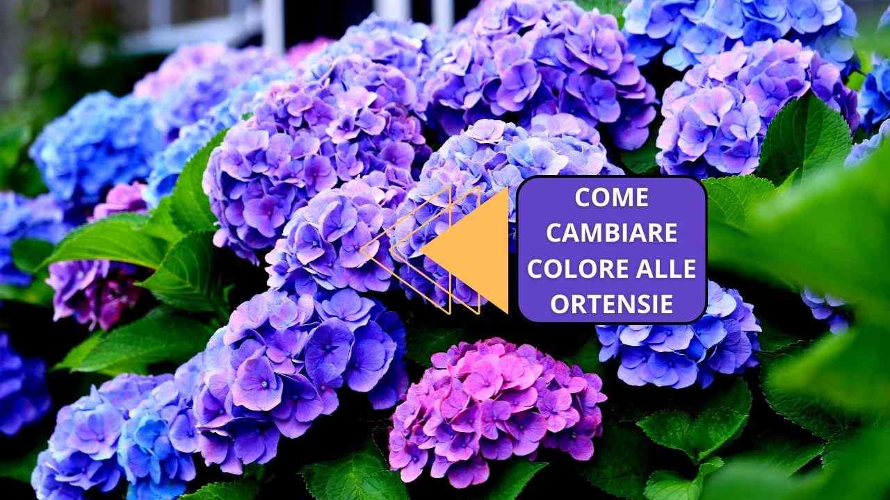 cambiare colore ortensie