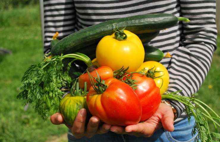 cibo, alimenti bio, orto, coltivazione, green