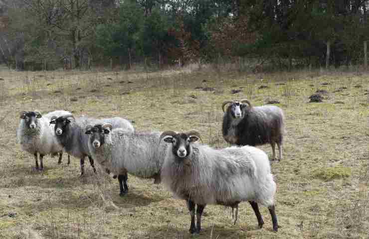 Pecore: attirano i fulmini