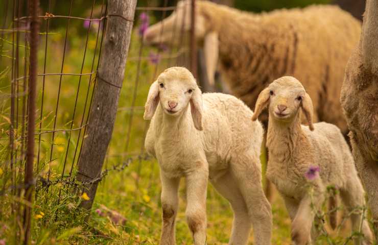Pecore: il motivo per cui attirano i fulmini