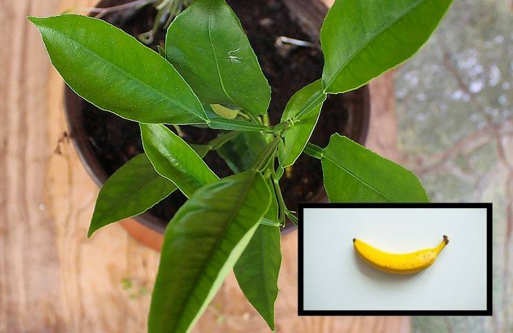 metodo banana semi limoni