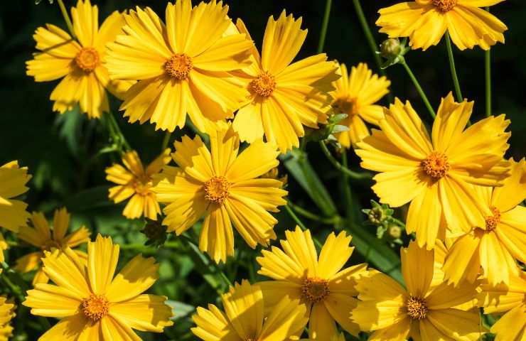 Coreopsis informazioni