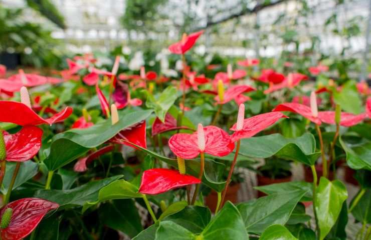 Anthurium Schott caratteristiche infoprmazioni