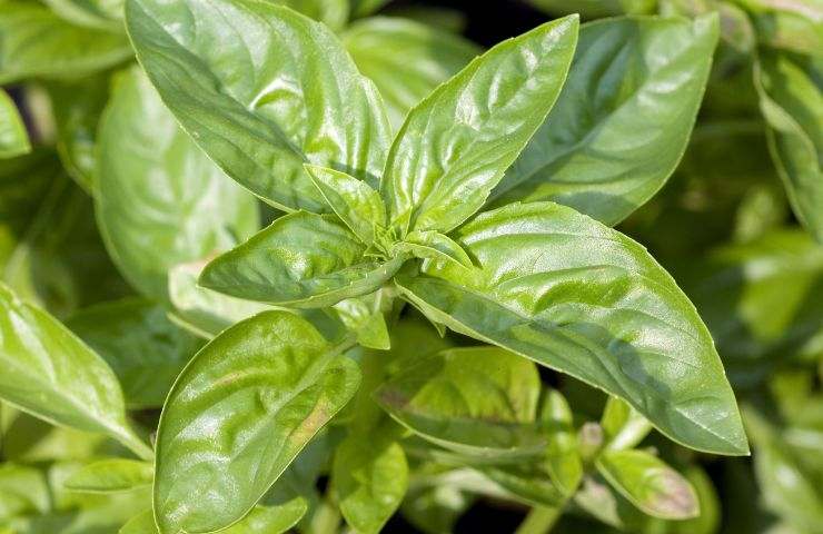 250 Semi Di Spinaci Matador - Varietà Resistente E Tenera Per Orto, Foglie Succose Da Crude O Cotte, Garanzia Di Germinazione, Alta Produttività