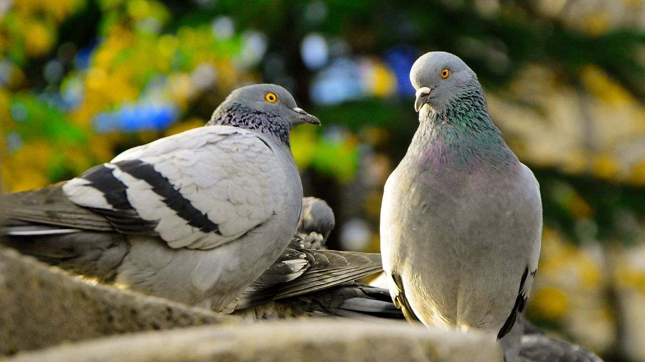 Piccioni viaggiatori come venivano usati