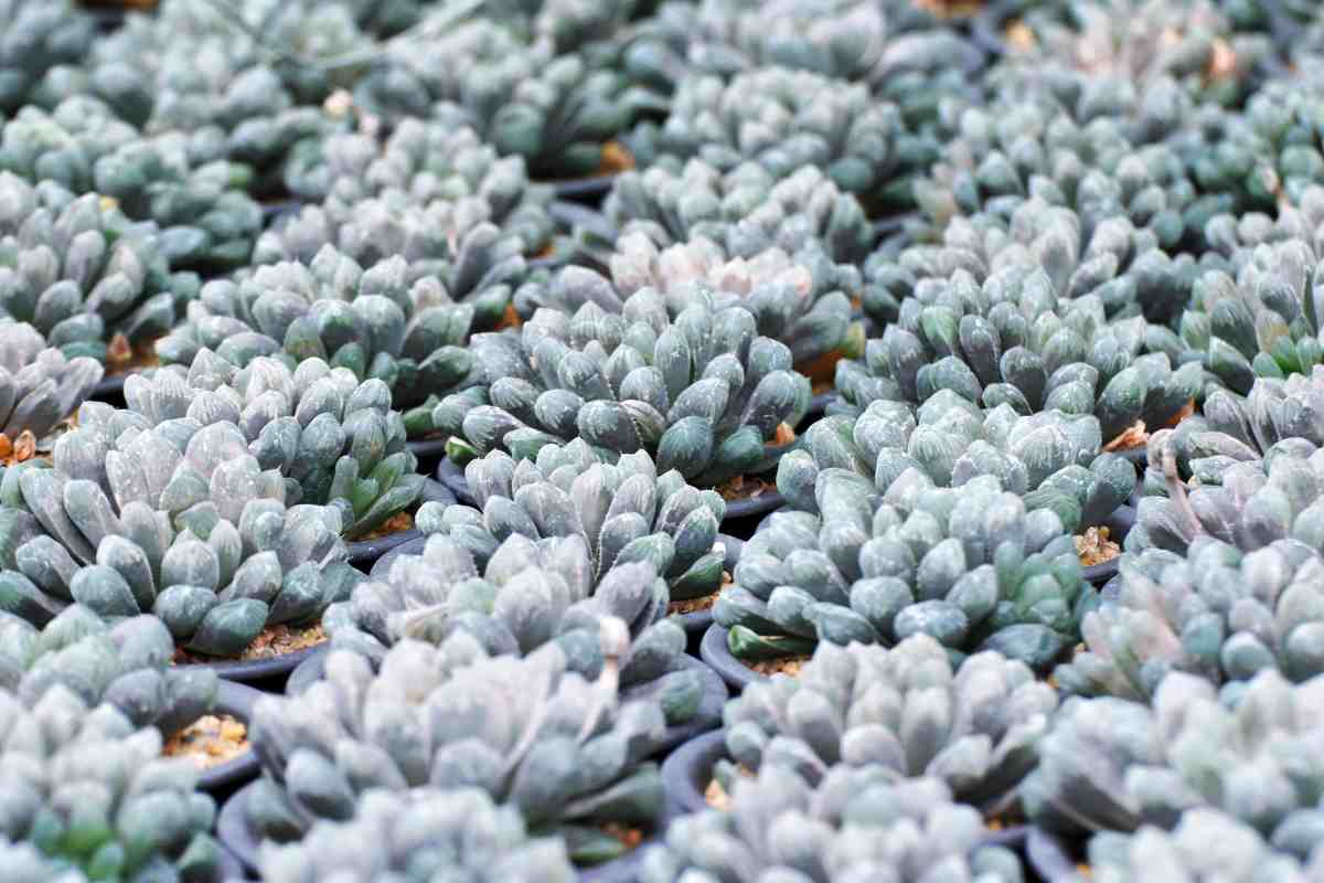 Prenditi cura della tua Haworthia cooperi