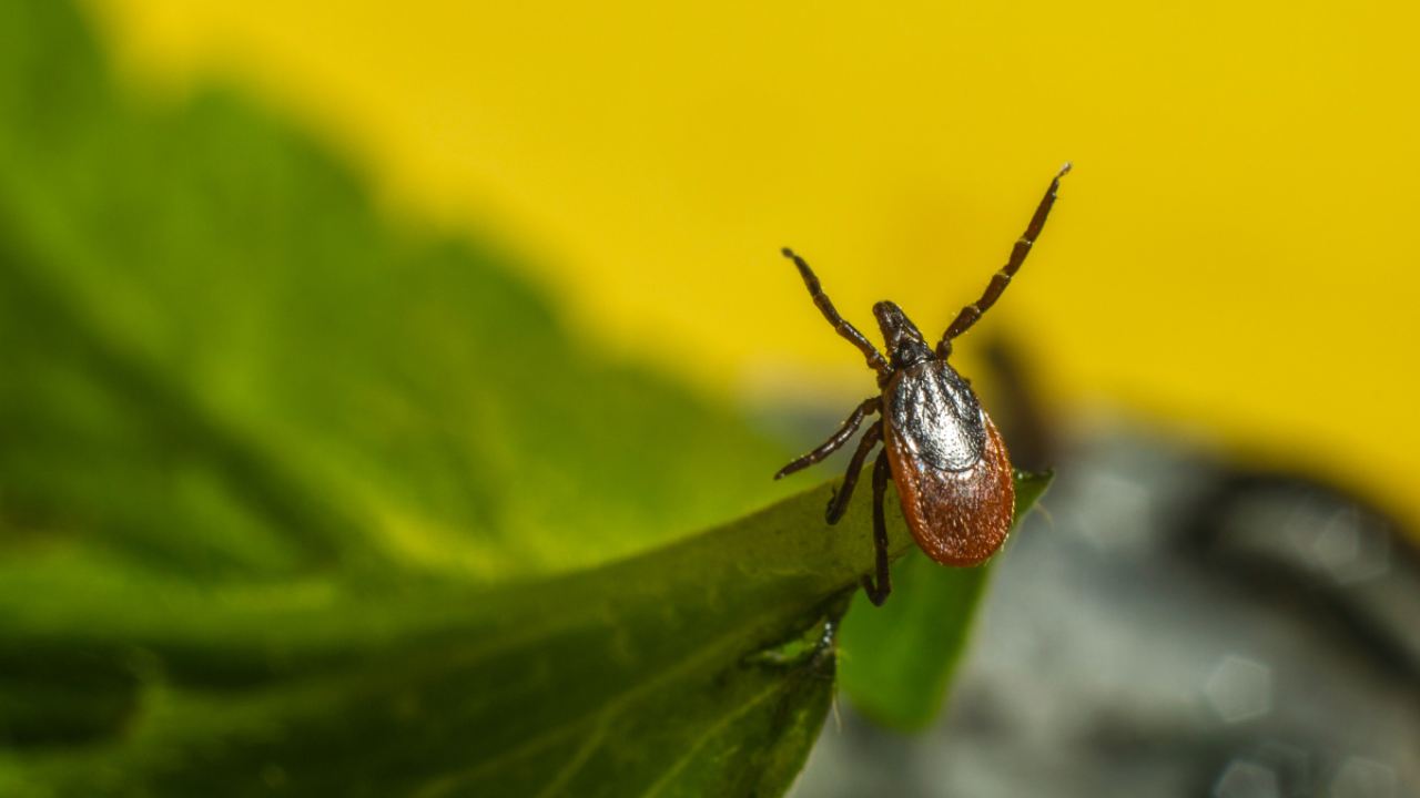 Puntura zecca: i sintomi