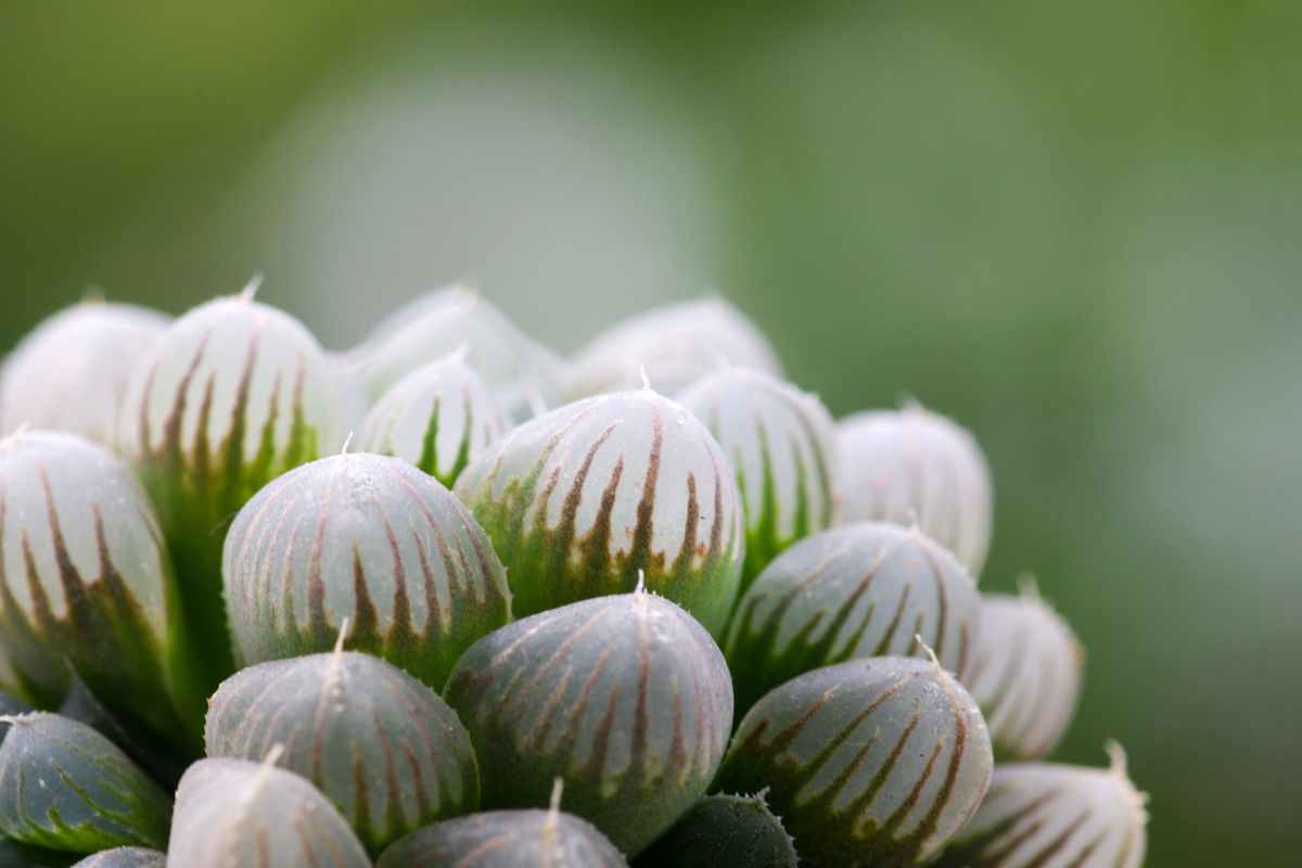 Quali sono le caratteristiche principali dell'Haworthia cooperi