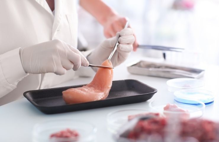 carne coltivata laboratorio