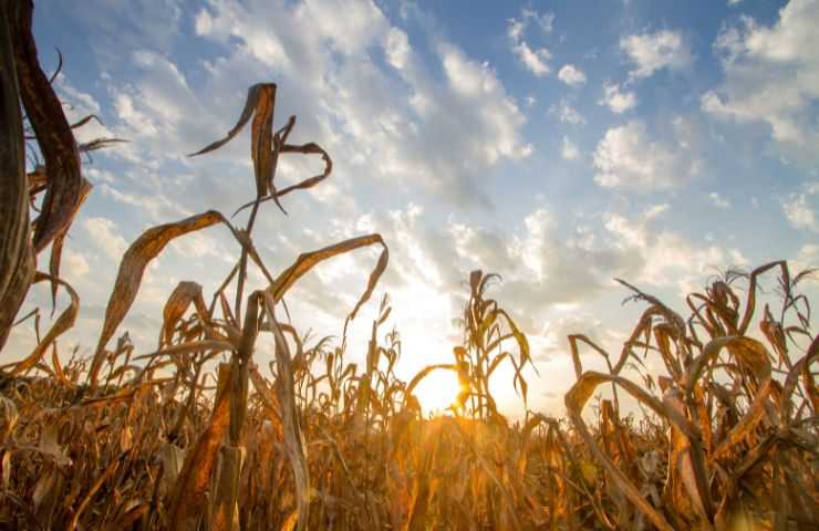 Siccità cambiamento climatico 