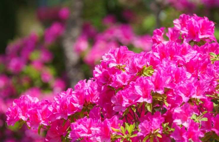 azalea fiore coltivazione