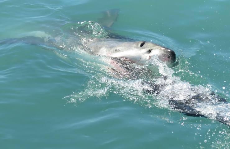 orche mangiano fedato squali 