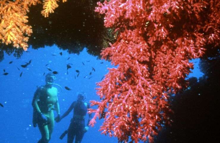 barriera corallina rischio sbiancamento