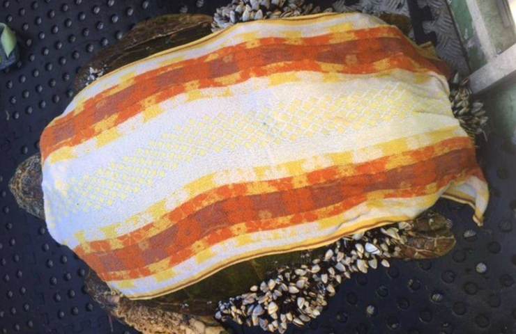 cirripedi crostacei