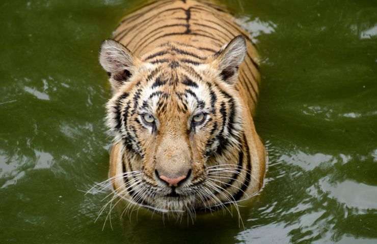 salvaguardia tigri indiane