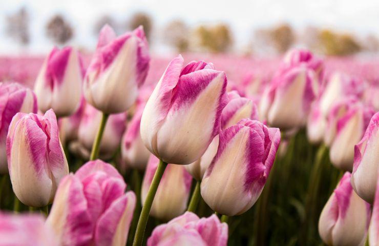 Gloria Carlo Pesaro campo tulipani