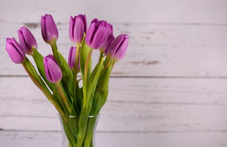 Tulipani metodo non piegare 