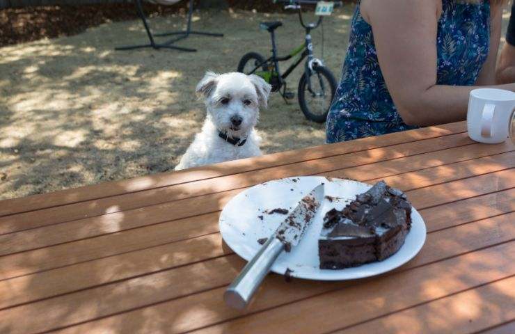 sintomi avvelenamento cioccolato cane