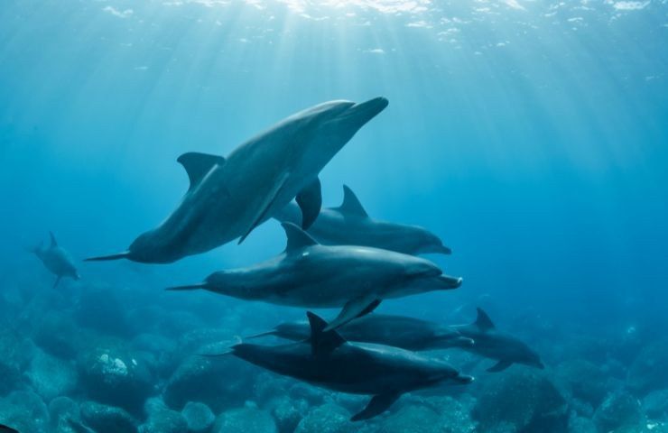 delfini rischio estinzione