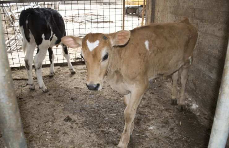 vietato separare vitello mamma