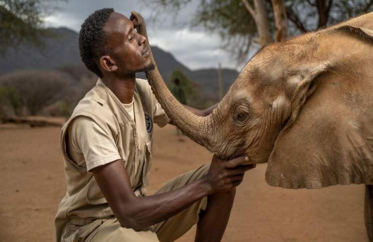 elefanti orfani Kenya cura 