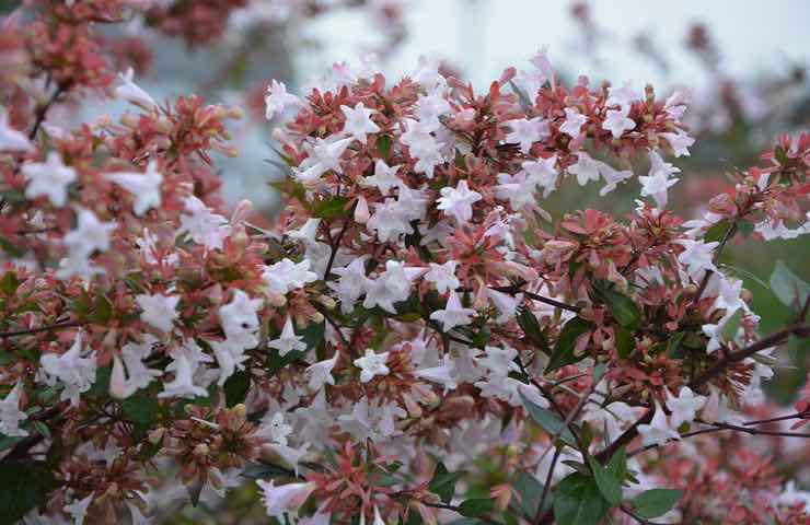 abelia pianta cura